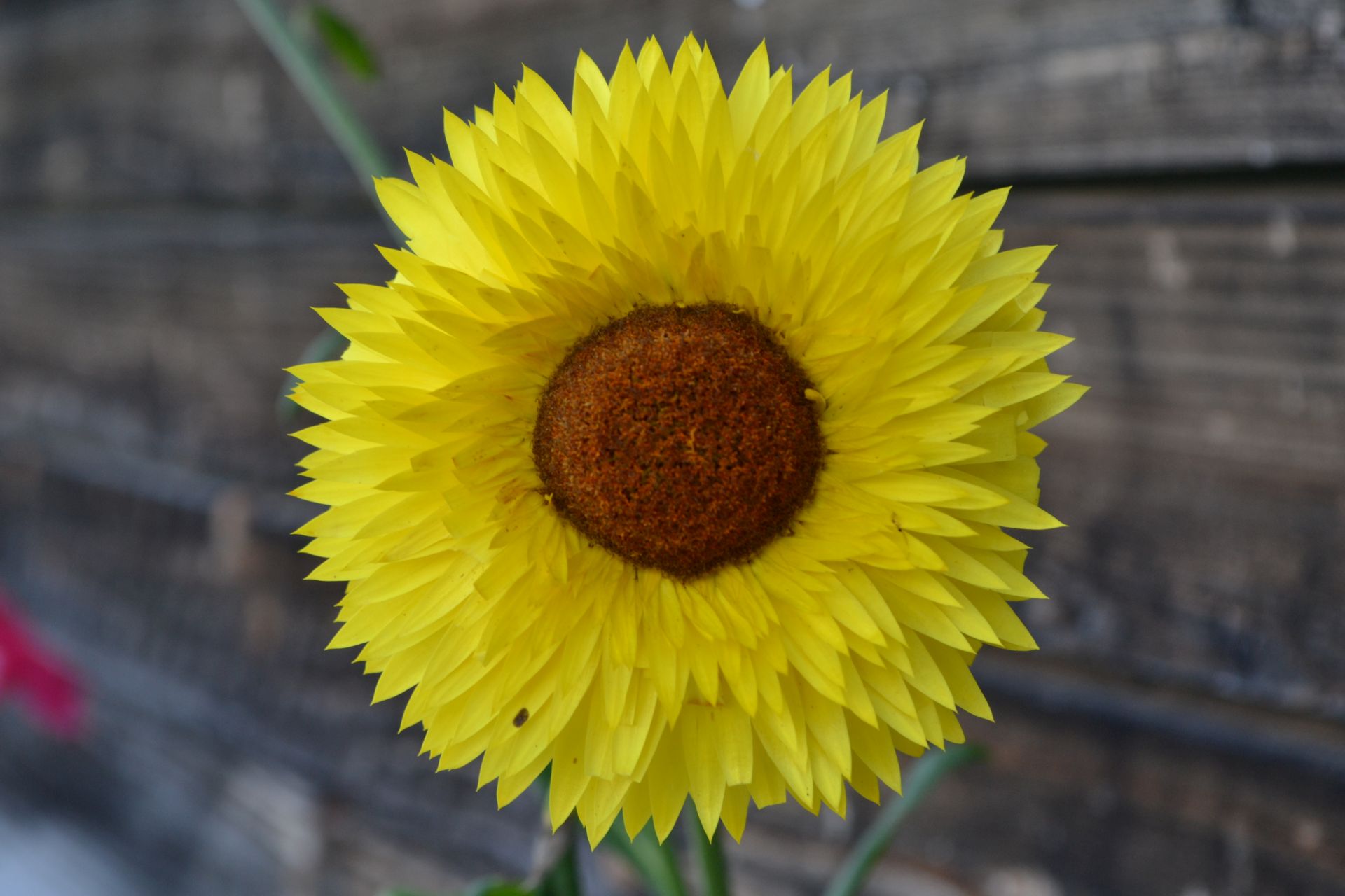 Strohblume_quer